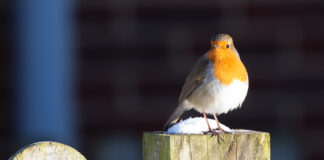 Snow: RSPCA Cymru’s top tips to keep animals safe in the cold across Wales RSPCA robin snow scaled