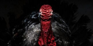 Welsh youngster is youngest ever winner of RSPCA photo competition award Untitled 1