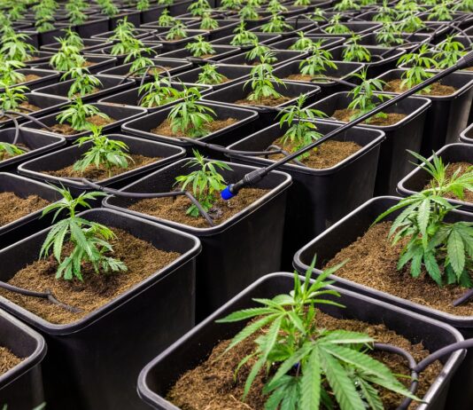 What’s the Difference Between CBD and THC (and Where Can You Legally Buy Each?) cbd 7665189 1280