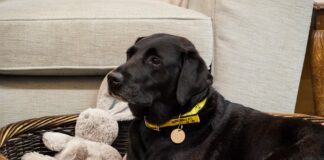 Nation’s largest dog census reveals the dogs we just Labr-adore coco labrador athome dogstrust 03 1 scaled