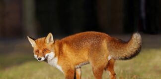 The Risks of Feeding Foxes During Mating Season fox 4388014 1280