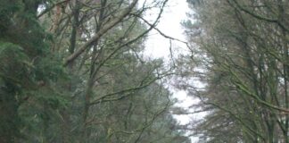 What do you need for fox hunting hunting 362296 1280