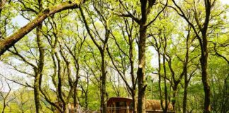 Wales wins big at 2023 camping and glamping awards living room treehouses