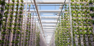 What You Should Know About Vertical Farming Production? vertical farming
