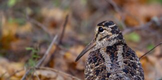 Woodcock survey sees highest participation rate in 20 years woodcock 6661876 1280