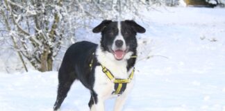 Stay off the ice! As the country faces the big freeze, Dogs Trust issues warning to dog owners in Wales Border Collie playing in the snow scaled