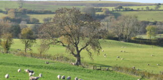 Welsh Pasture Project data shows 2023 was a good year for grass growth Emily Grant independent consultant who will focus on all things related to grazing management scaled