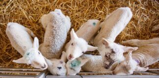 Surplus lambs can thrive on cold milk Lambs