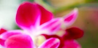 Flower shortage could lead to Valentine’s Day misery flower 2177423 1280