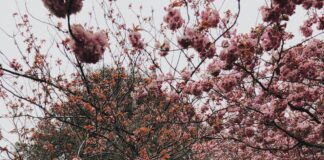 Nature vital to improving visitor attractions for people with dementia pexels lina kivaka 2253911