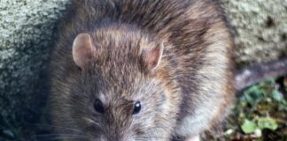 Rat warning as January cold snap sets in rat