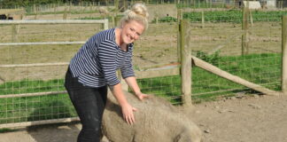 Newydd-ddyfodiad yn helpu ffermwyr moch i ddatrys cyfyng-gyngor yn ymwneud ag olyniaeth Alice Bacon with one of the pigs scaled