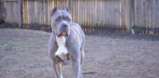 With the Right Training XL Bullies Can Thrive Under the Ban DSC 0263 1 scaled