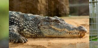 KING COBRAS, CROCODILES & COUGARS: BORN FREE REVEALS THE WILD ANIMALS BEING KEPT ‘NEXT DOOR’ DWA press release pic