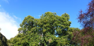 Champion UK tree in running for European glory European Tree of the Year Wrexham scaled