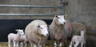 Nearly a third of sheep flocks don’t know their barren ewe rate Ewes and lambs MSD FlockCheck. Image copyright Tim Scrivener Agriphoto 1942012 7250 scaled