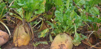 Fferm laeth yn newid i bori betys porthiant i ddarparu bwyd o ansawdd uchel ar gyfer y gaeaf Grazing fodder beet as a winter crop for beef and dairy cattle is reducing wintering costs at a Pembrokeshire farm scaled