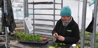 Farming Connect skills courses key to staff development at horticulture business Kathleen Dawson staff member scaled