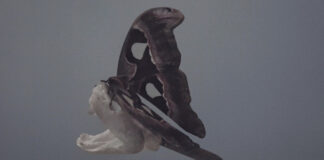 Paul Maheke and Revital Cohen & Tuur Van Balen to present new exhibitions at Mostyn this Spring Revital Cohen Tuur Van Balen DoD 01 scaled