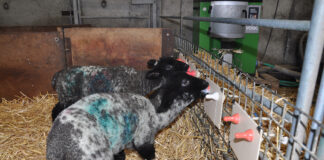 Five steps to better surplus lamb growth Surplus lambs on feeder @300
