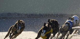 One week left to sign open letter calling for phased end to greyhound racing in Wales Untitled 2