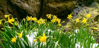 Facing a £5,000 Fine for Picking a Flower? The Shocking Truth About the UK’s Daffodil Laws as Spring Approaches… daffodils 4991346 1280