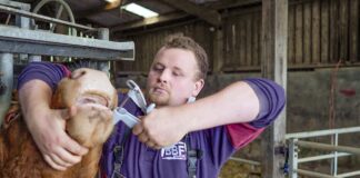 BEST PRACTICE WITH BOLUSES ACHIEVES ‘GOLD STANDARD’ SUPPLEMENTATION image002 3