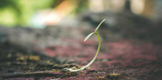 From Seed to Wellness: The Lifecycle of a Healing Plant plant