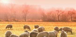 Welsh farmers ‘can’t be green if they are in the red’, says conservation charity sheeps 3437467 1280