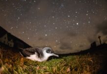 The Urdd national youth organisation partners with WWF Cymru 3. Bywyd gwyllt Sir Benfro fin nos llun Ben Porter – WWF Cymru Pembrokeshire wildlife at night image by Ben Porter – WWF Cymru