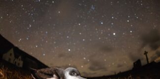 The Urdd national youth organisation partners with WWF Cymru 3. Bywyd gwyllt Sir Benfro fin nos llun Ben Porter – WWF Cymru Pembrokeshire wildlife at night image by Ben Porter – WWF Cymru