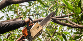 Homeowners face huge fines for trimming trees 6628b3e8 e1b0 496e 85d8 20e15458cc52