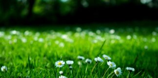 How to avoid hay fever in your garden 96a9c468 e143 4a6c a462 69cf46148819