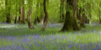 It’s bluebell season in Carmarthenshire Aberglasney Gardens pic