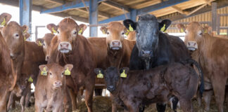 Beware Coccidiosis in Spring Born Calves and Lambs Cattle with calves MSD press release 12.3.24 copyright Agriphoto 2852015 25337