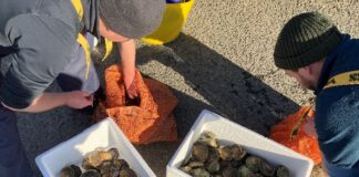 Oyster restoration project set to enrich the Haven Waterway Oysters 1