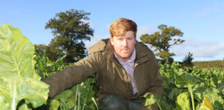 Investment in fodder beet can maximise returns Rhys Owen with Geronimo fodder beet @300 scaled