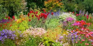 From Kitchen Waste to Garden Wonder: Eco-Friendly Hacks for a Vibrant Summer Oasis! flower meadow 5108121 1280