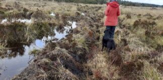 Council restores Figyn common peat bog newsroom figyn common bog 1