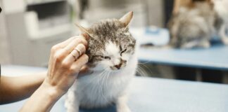 Vet Advice: Tick Bite Prevention Week pexels gustavo fring 6816836 scaled