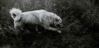 Outbreak of Alabama Rot, a Flesh-Eating Disease in Dogs, Sweeps Across UK pexels plato terentev 5828353 scaled