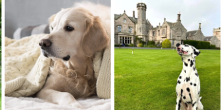 Bow-WOW factor for National Pet Month! SCHLOSS Roxburghe’s Yappetizing retreat with doggy dinners and lots of pup perks 0342ea5cff88eea2d023c1d55b2f73da8706d37c