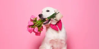 Dog behaviourist weighs in on Dogs at Weddings 4fab93426922927e49a6b6304f00fe5db4541059