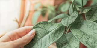 Five common bugs infesting and killing houseplants 559892a0 4c87 44fe 9b5b 1920b34d8113