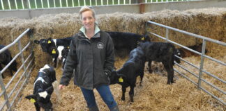 Transition milk trial targets calf health at Pembrokeshire dairy farm Alex Prichard scaled