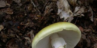 Health expert sheds light on the potential dangers of mushroom foraging Amanita phalloides 1
