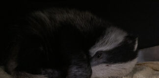 Badger cub rescued and released after cliff fall at beach near St David’s Copy of IMG 3662 scaled