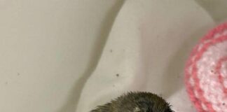 Record breaking numbers of people expected to help baby birds this season RSPCA West Hatch wildlife centre fledgling goldcrest