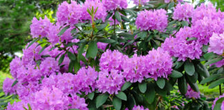 THESE Common Garden Plants Could Be Damaging Your House And Health Rhododendron scaled