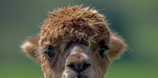 Wedding Tipi Refusal On Cards alpaca 8108043 1280